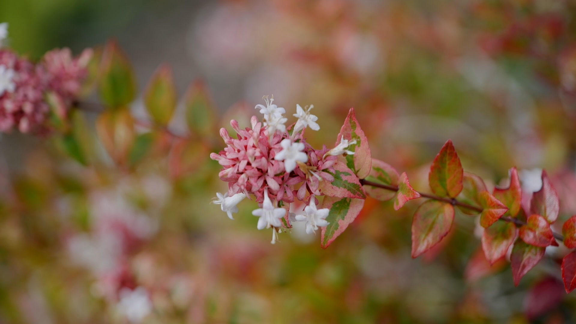 Get It Growing: Time to plan your fall landscape